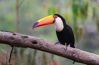 ZKI_toco-toucan-4575015_1280.jpg