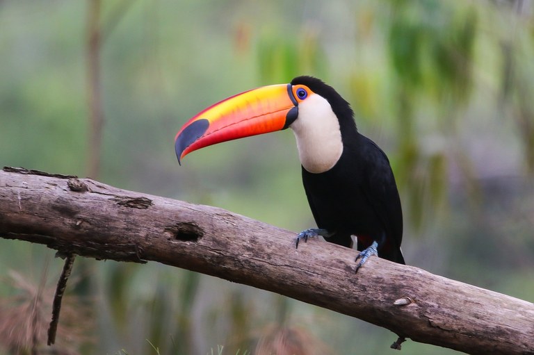 ZKI_toco-toucan-4575015_1280.jpg